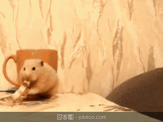 图片[5]-每日萌物 猛禽乱入 01-25-囧客圈