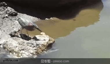 图片[5]-每日萌物 章鱼好厉害! 01-27-囧客圈