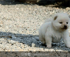 图片[5]-每日萌物 猫猫太贫啦 01-31-囧客圈