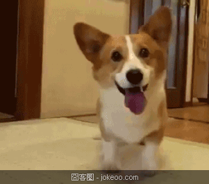 图片[4]-每日萌物 猫猫太贫啦 01-31-囧客圈