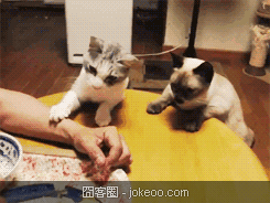 图片[3]-每日萌物 猫猫太贫啦 01-31-囧客圈