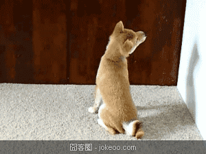 图片[2]-每日萌物 猫猫太贫啦 01-31-囧客圈