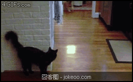 图片[6]-每日萌物 汪星人的胜利 02-02-囧客圈