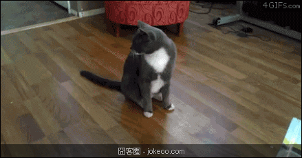 图片[5]-每日萌物 汪星人的胜利 02-02-囧客圈