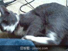 图片[2]-囧囧动物园 进击的贝壳 02-03-囧客圈