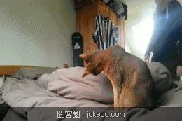 图片[1]-囧囧动物园 猫猫乃为什么那么贫-囧客圈