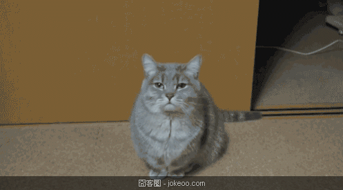 图片[4]-囧囧动物园 猫猫乃为什么那么贫-囧客圈