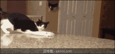 图片[1]-囧囧动物园 02-14-囧客圈