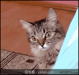 图片[4]-囧囧动物园 02-14-囧客圈