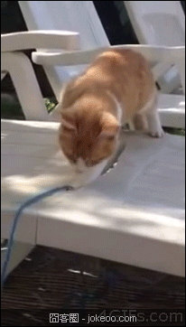 图片[2]-囧囧动物园 02-16-囧客圈