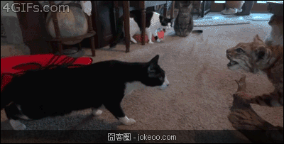 图片[5]-囧囧动物园 02-16-囧客圈