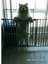 图片[5]-每日动物园 超high的狗狗！14324-囧客圈