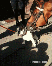 图片[1]-囧囧动物园 原来大象也很坏! 1441-囧客圈