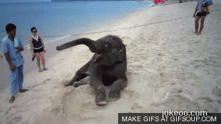 图片[3]-囧囧动物园 原来大象也很坏! 1441-囧客圈