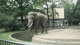 图片[5]-囧囧动物园 原来大象也很坏! 1441-囧客圈