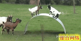 图片[2]-每日动物园 猫猫打架真带感！ 14411-囧客圈