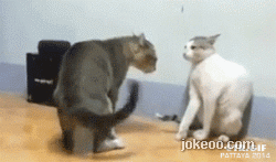 图片[3]-每日动物园 猫猫打架真带感！ 14411-囧客圈