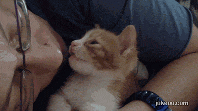 图片[4]-每日动物园 猫猫打架真带感！ 14411-囧客圈