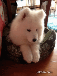 图片[2]-每日动物园 过马路好危险！ 14413-囧客圈