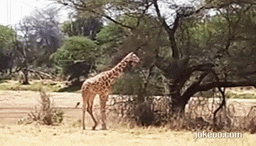 图片[4]-每日动物园 过马路好危险！ 14413-囧客圈