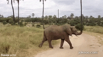 图片[5]-每日动物园 过马路好危险！ 14413-囧客圈