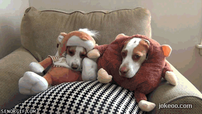 图片[3]-每日动物园 朋友你的猫疯了 14415-囧客圈