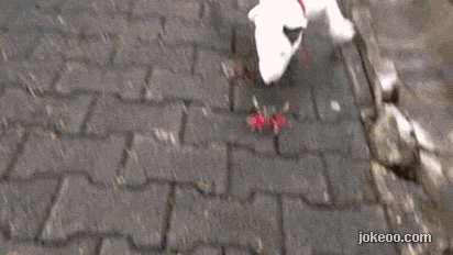 图片[1]-每日动物园 执着的吃货 14416-囧客圈