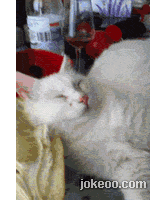 图片[4]-每日动物园 执着的吃货 14416-囧客圈