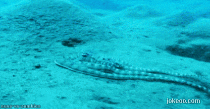 图片[1]-好坏的海豚-囧客圈