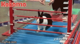 图片[2]-每日动物园 兔爷发威了！14430-囧客圈