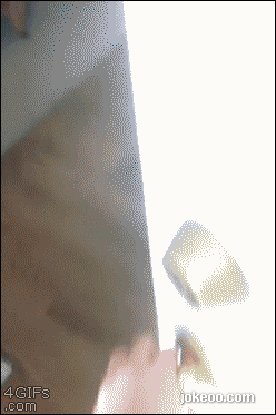 图片[1]-每日动物园 汪星人与喵星人 1454-囧客圈