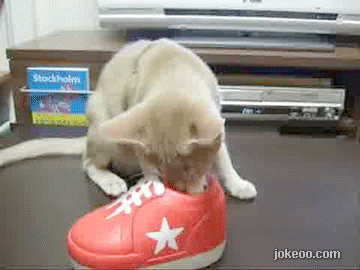 图片[5]-每日动物园 汪星人与喵星人 1454-囧客圈