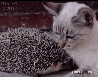 图片[2]-每日动物园 护仔的臭鼬 14514-囧客圈