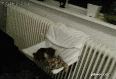 图片[3]-每日动物园 护仔的臭鼬 14514-囧客圈