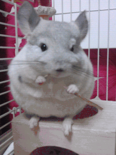 d3232bc8jw1eq7v6wkdijg206o08w1kx