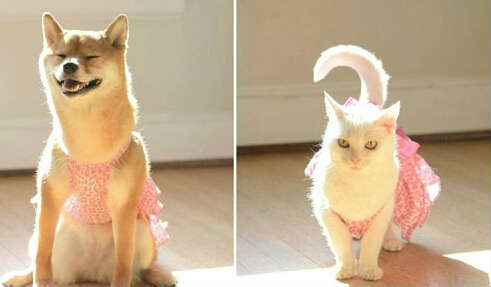 b11277ad7add1f966a410edb208e930d