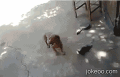 图片[1]-早上好小萌物们-囧客圈