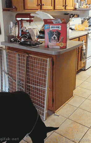 图片[2]-宠物互助联盟-囧客圈