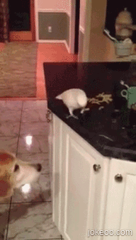 图片[1]-宠物互助联盟-囧客圈