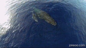 图片[2]-鲸鱼什么味,好想来一口-囧客圈