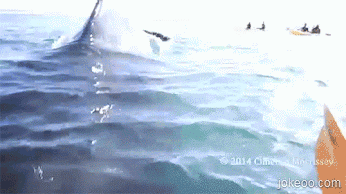 图片[3]-鲸鱼什么味,好想来一口-囧客圈