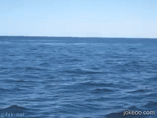 图片[4]-鲸鱼什么味,好想来一口-囧客圈