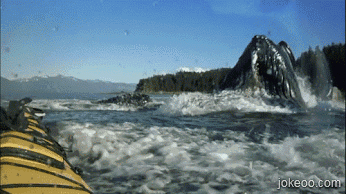 图片[1]-鲸鱼什么味,好想来一口-囧客圈