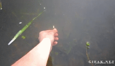 图片[7]-看老外怎样捉鱼-囧客圈