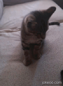 图片[2]-猫猫们-囧客圈