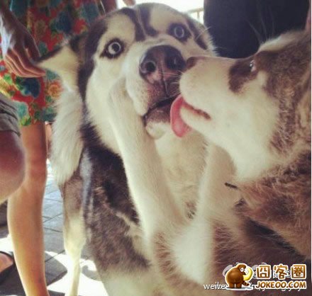 图片[2]-有一种狗狗叫哈士奇，他是狗狗中的二货中的战斗机！-囧客圈