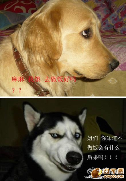 图片[3]-有一种狗狗叫哈士奇，他是狗狗中的二货中的战斗机！-囧客圈