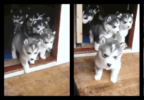 图片[4]-有一种狗狗叫哈士奇，他是狗狗中的二货中的战斗机！-囧客圈