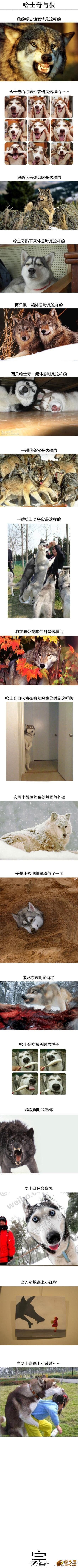 图片[6]-有一种狗狗叫哈士奇，他是狗狗中的二货中的战斗机！-囧客圈