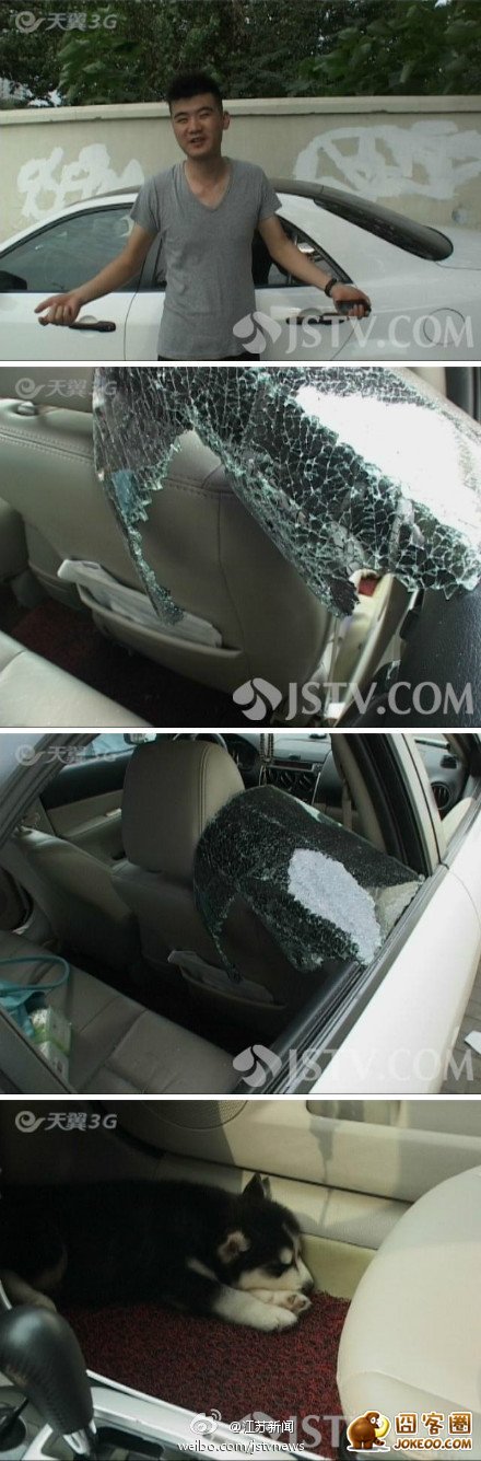 图片[8]-有一种狗狗叫哈士奇，他是狗狗中的二货中的战斗机！-囧客圈